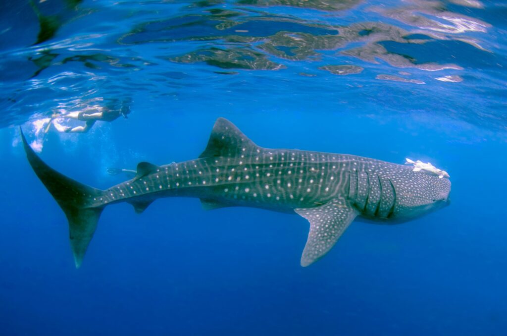 Discover everything about whale sharks in Los Cabos: season, tours, prices, regulations, and tips for swimming with the world’s largest fish.
