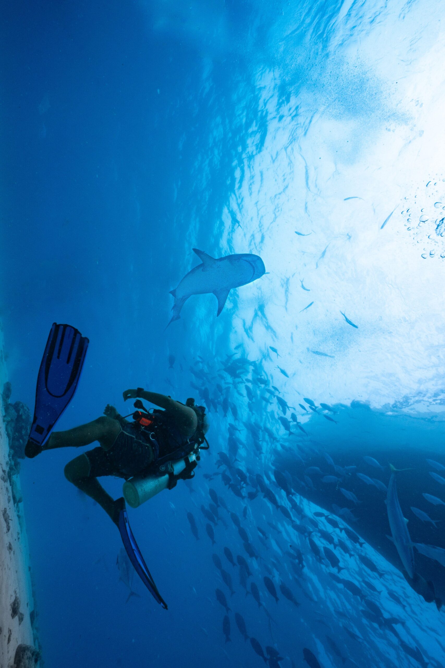 great white shark in Los Cabos