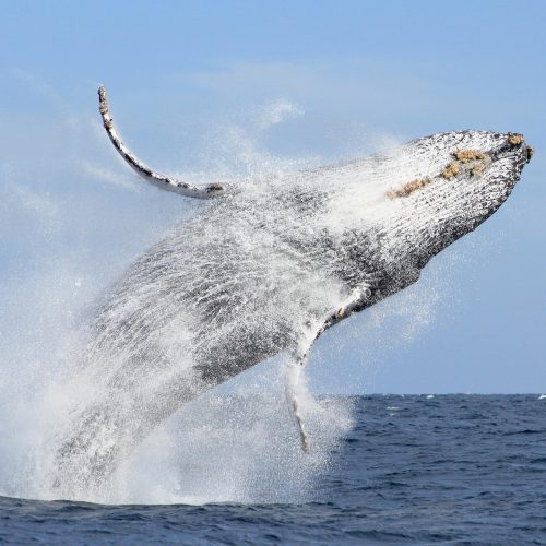 Whale Watching in Los Cabos 3